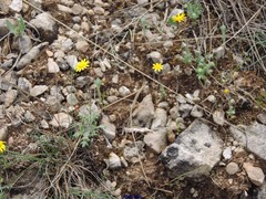 Jacobaea minuta