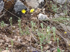 Jacobaea minuta