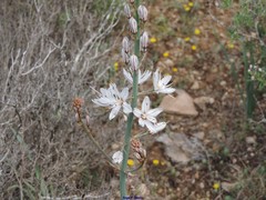 Asphodelus cerasiferus