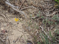 Coronilla minima lotoides