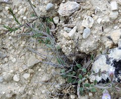 Chaenorhinum rubrifolium rubrifolium