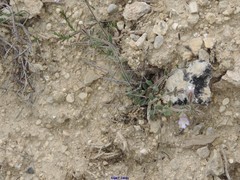 Chaenorhinum rubrifolium rubrifolium