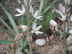 Asphodelus cerasiferus