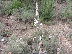 Asphodelus cerasiferus