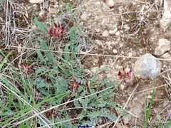 Astragalus monspessulanus monspessulanus