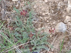 Astragalus monspessulanus monspessulanus