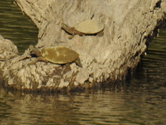Graptemys pseudogeographica kohnii