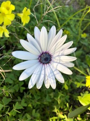 Dimorphotheca pluvialis
