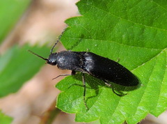 Ectinus aterrimus