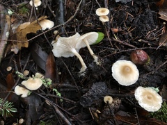 Clitocybe salmonilamella