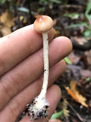 Lepiota neophana