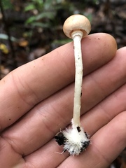 Lepiota neophana