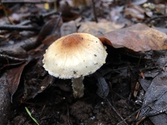 Lepiota spheniscispora