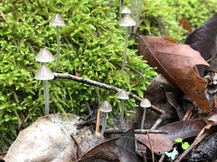 Mycena amicta