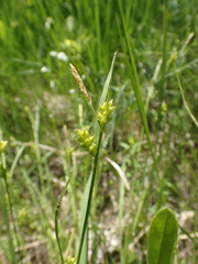 Carex conoidea