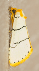 Proschaliphora albida