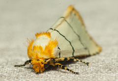 Proschaliphora albida