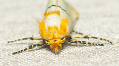 Proschaliphora albida