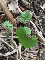 Alliaria petiolata