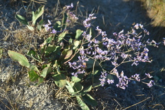 Limonium narbonense