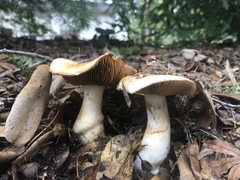 Cortinarius albofragrans