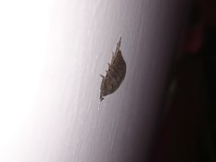 Porcellio laevis