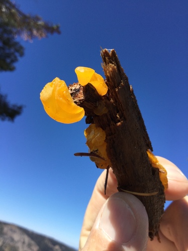 iNaturalist observation photo of alpine jelly cone