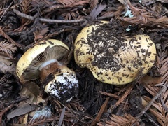 Cortinarius xanthodryophilus