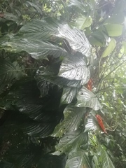 Spathiphyllum wallisii