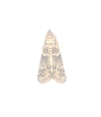 Phycitini