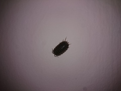 Porcellio laevis