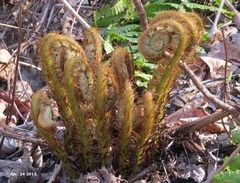Dryopteris crassirhizoma