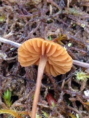 Galerina atkinsoniana