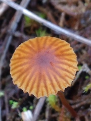 Galerina atkinsoniana
