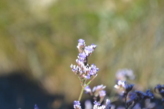 Limonium narbonense