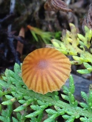 Galerina atkinsoniana