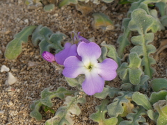 Matthiola tricuspidata