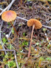Galerina atkinsoniana