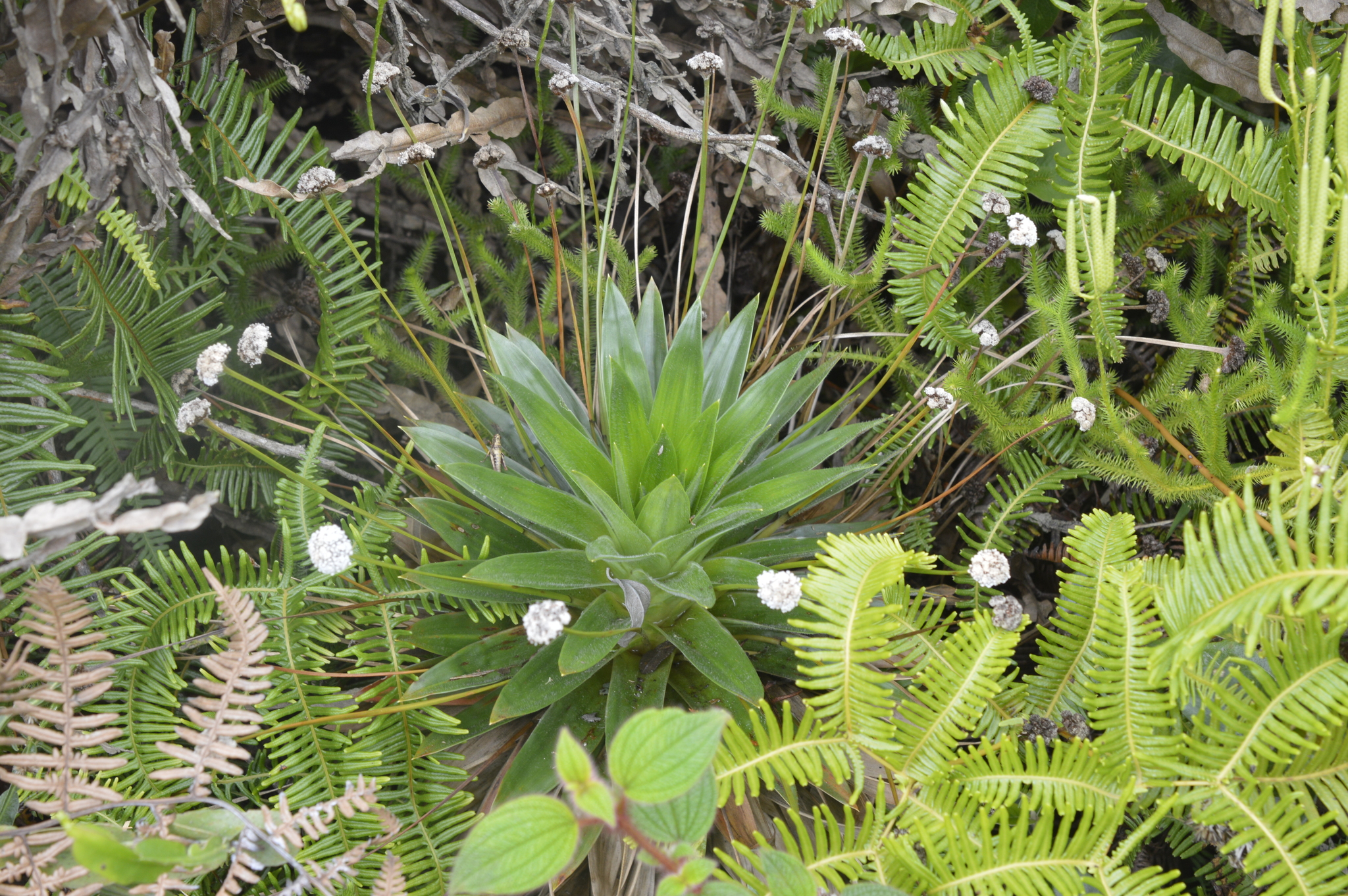 Paepalanthus image