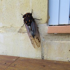 Macrotristria angularis