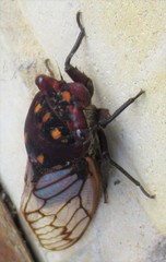 Macrotristria angularis