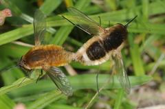 Euprepina