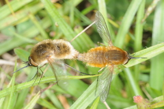 Euprepina