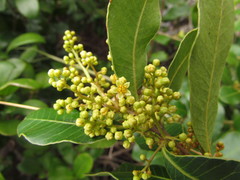 Lithraea brasiliensis
