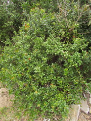 Lithraea brasiliensis