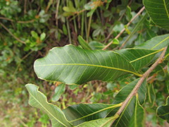 Lithraea brasiliensis