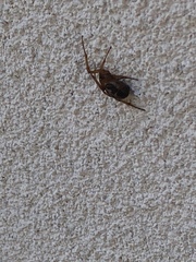 Steatoda nobilis