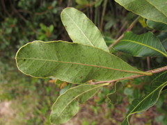 Lithraea brasiliensis