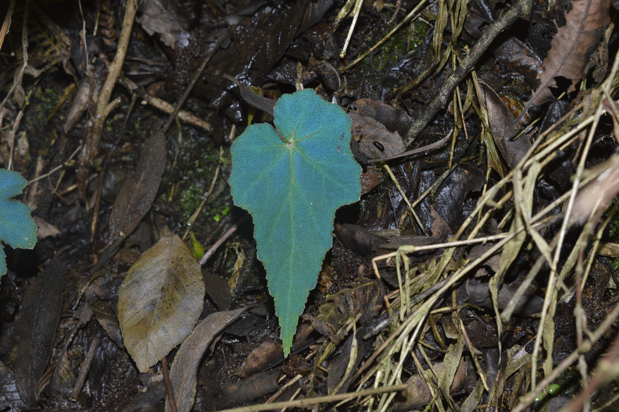 Begonia monadelpha image