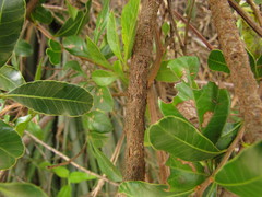Lithraea brasiliensis